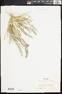 Eragrostis frankii image