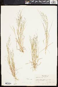 Eragrostis frankii image