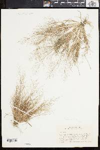 Eragrostis frankii image