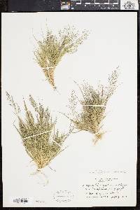 Eragrostis frankii image