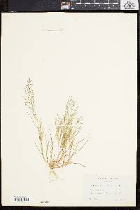 Eragrostis frankii image