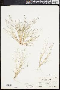 Eragrostis frankii image