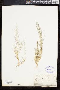 Eragrostis frankii image