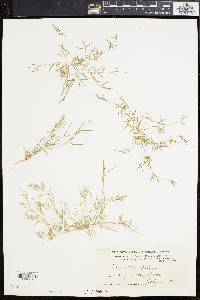 Eragrostis hypnoides image