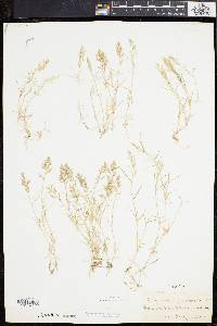 Eragrostis hypnoides image