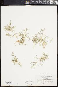 Eragrostis hypnoides image