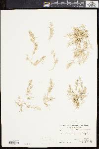 Eragrostis hypnoides image