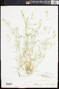 Eragrostis hypnoides image