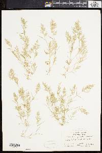 Eragrostis hypnoides image