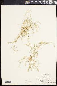 Eragrostis hypnoides image