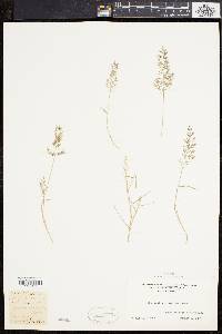 Eragrostis minor image