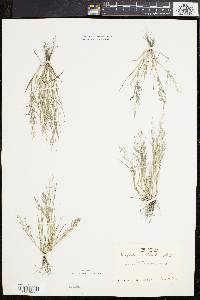 Eragrostis pilosa image