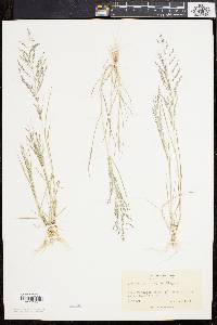 Eragrostis pilosa image