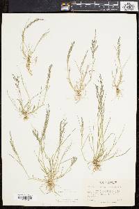 Eragrostis pilosa image