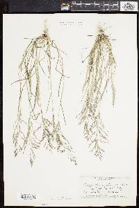 Eragrostis pilosa image