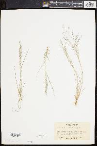 Eragrostis pilosa image