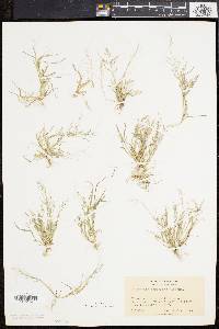 Eragrostis pilosa image