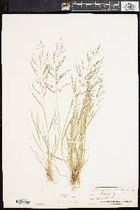 Eragrostis pilosa image