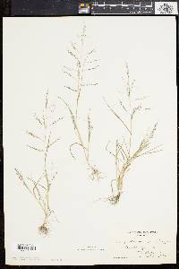 Eragrostis pilosa image