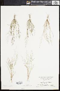 Eragrostis pilosa image