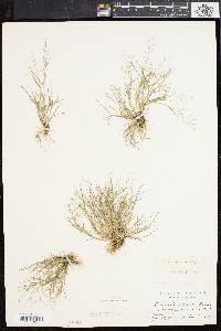 Eragrostis pilosa image