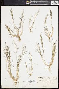 Eragrostis pilosa image