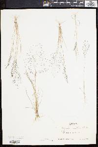 Eragrostis pilosa image