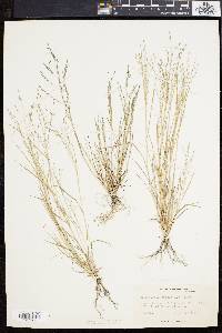 Eragrostis pilosa image