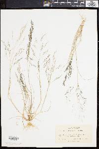 Eragrostis pilosa image