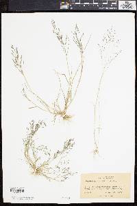 Eragrostis pilosa image