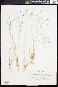 Eragrostis pilosa image