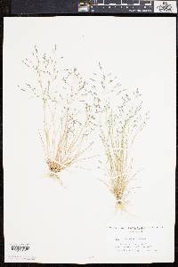 Eragrostis pilosa image