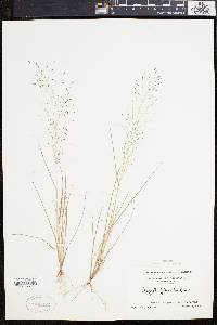 Eragrostis pilosa image