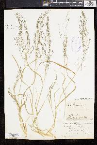 Eragrostis pilosa image