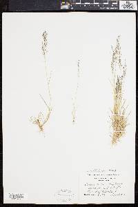 Eragrostis pilosa image