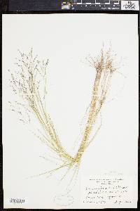 Eragrostis pilosa image