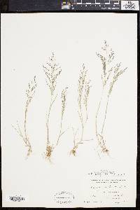 Eragrostis pilosa image