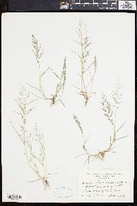 Eragrostis pilosa image