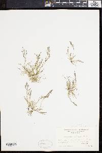 Eragrostis pilosa image