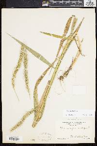 Elymus riparius image