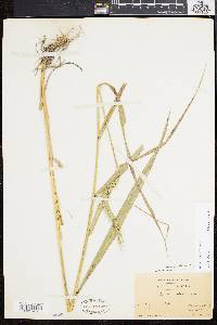 Elymus riparius image