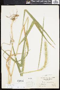 Elymus riparius image