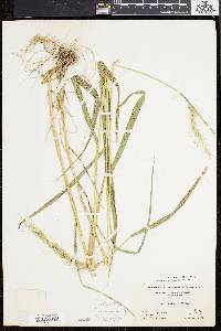 Elymus riparius image