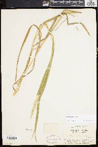 Elymus riparius image