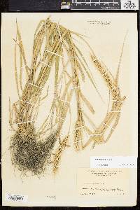 Elymus riparius image