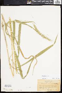 Elymus riparius image