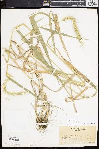 Elymus riparius image