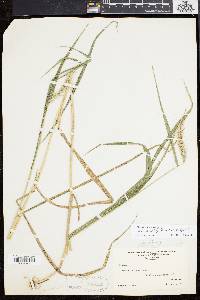 Elymus riparius image