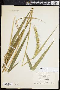 Elymus riparius image