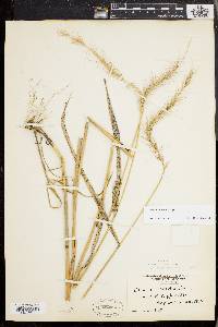 Elymus riparius image